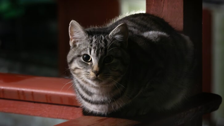 12 Animals That Can See in Complete Darkness