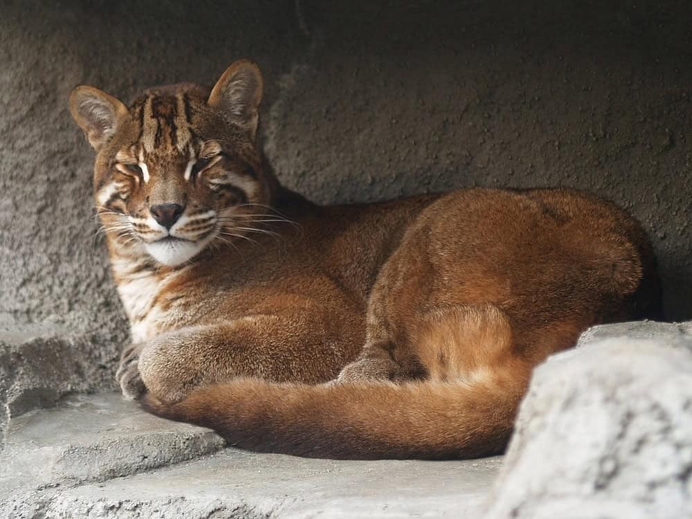 Asiatic Golden Cat