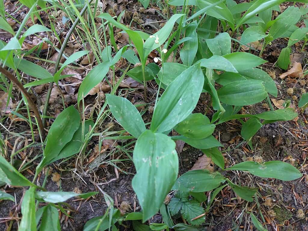 Convallaria majalis