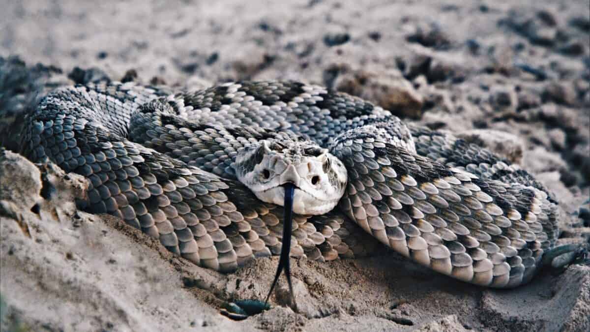 A large Mojave rattler