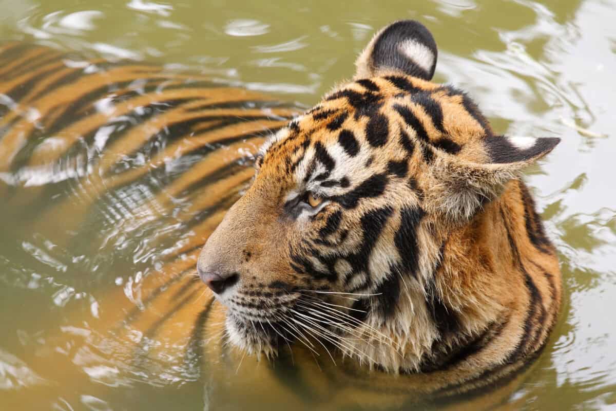 Indochinese tiger (Panthera tigris corbetti)