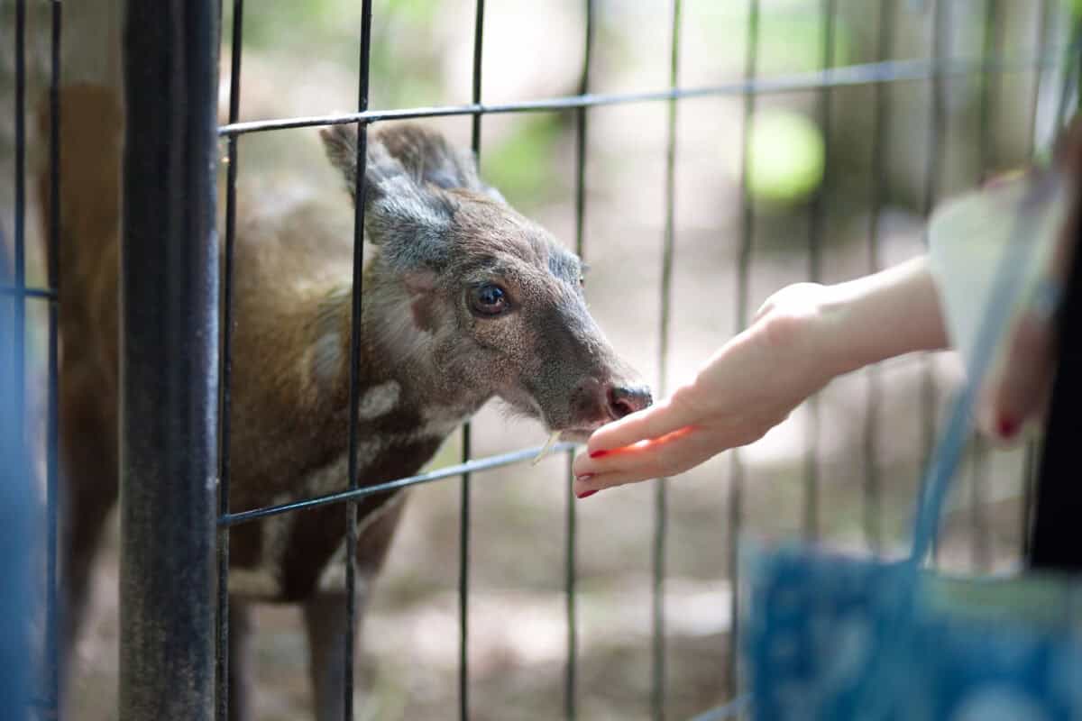 Woman feeds a siberian musk deer