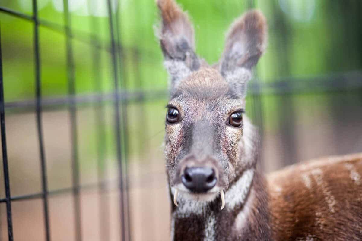 Siberian musk deer in a zoo