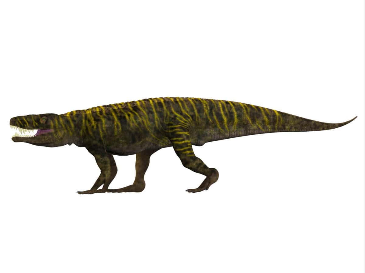 Prognathodon