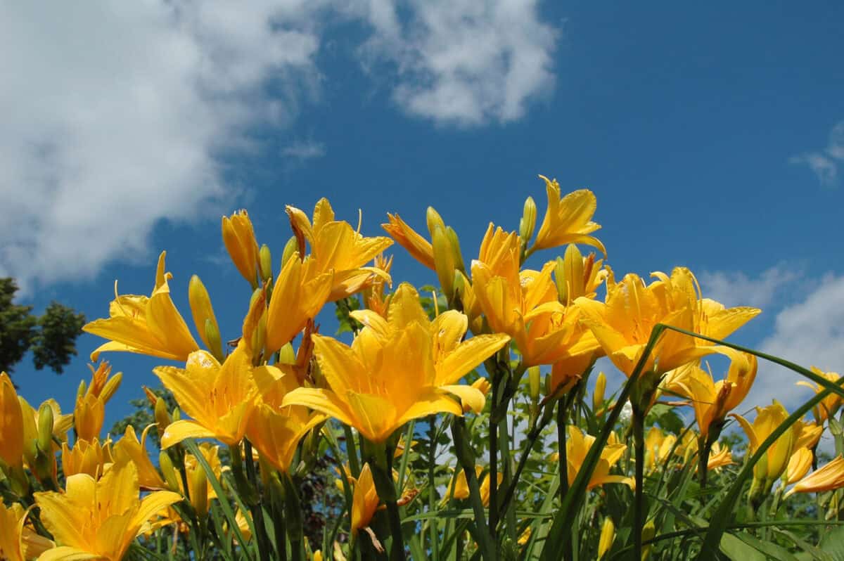 Daylily 