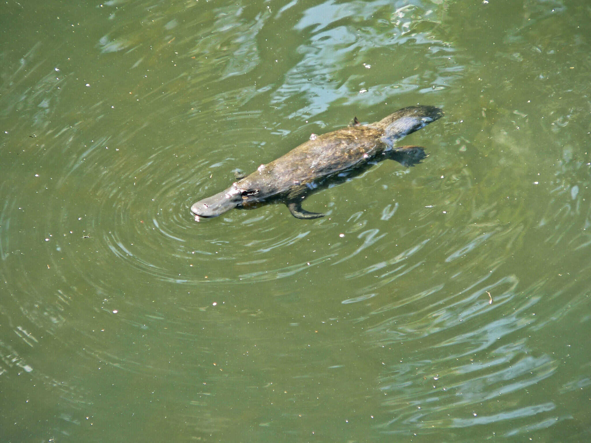 12 Most Mysterious Animals Scientists Are Still Studying - Animals ...