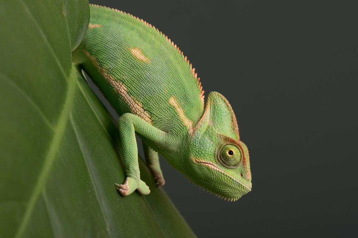 Veiled Chameleon