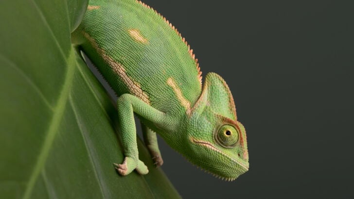 Veiled Chameleon