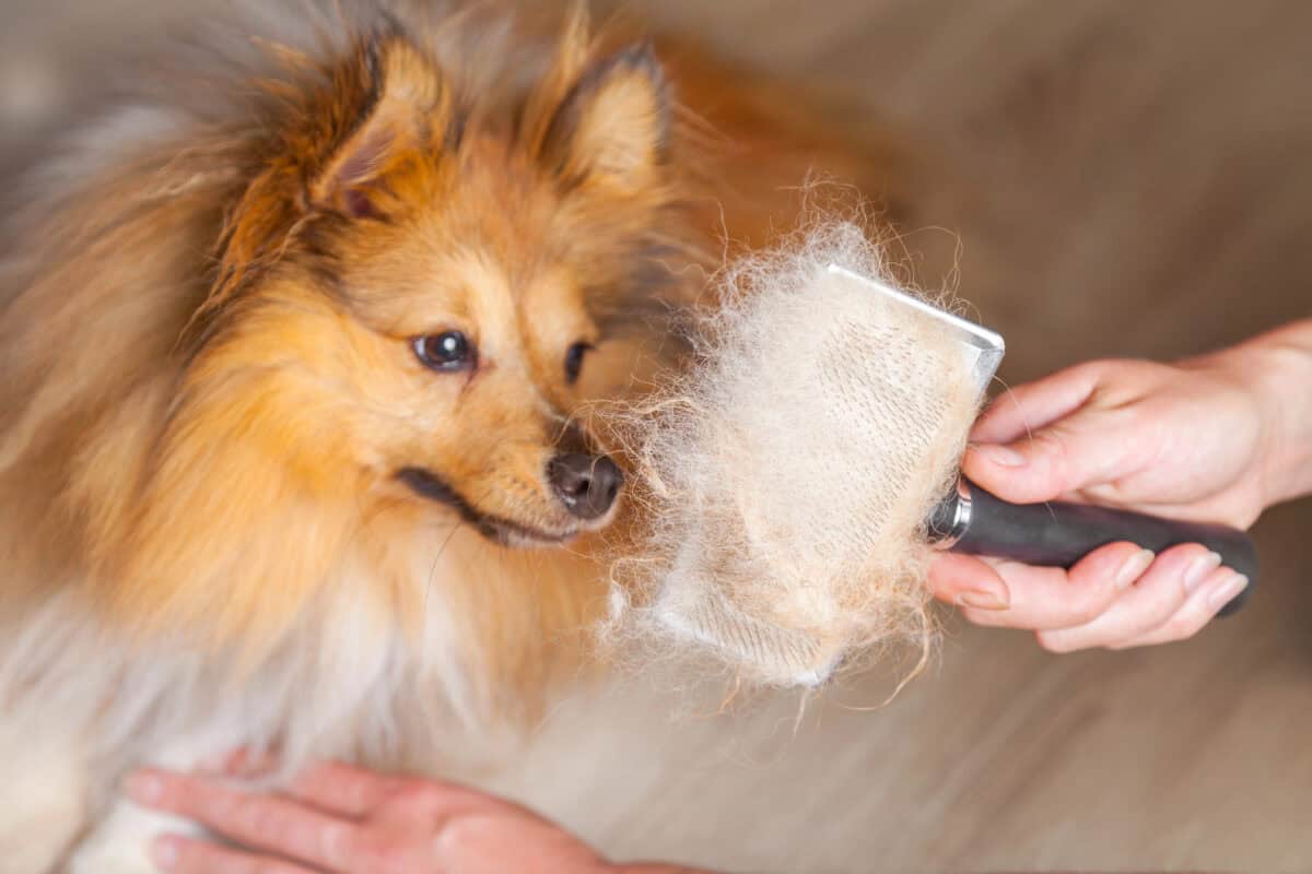 Dog grooming tools