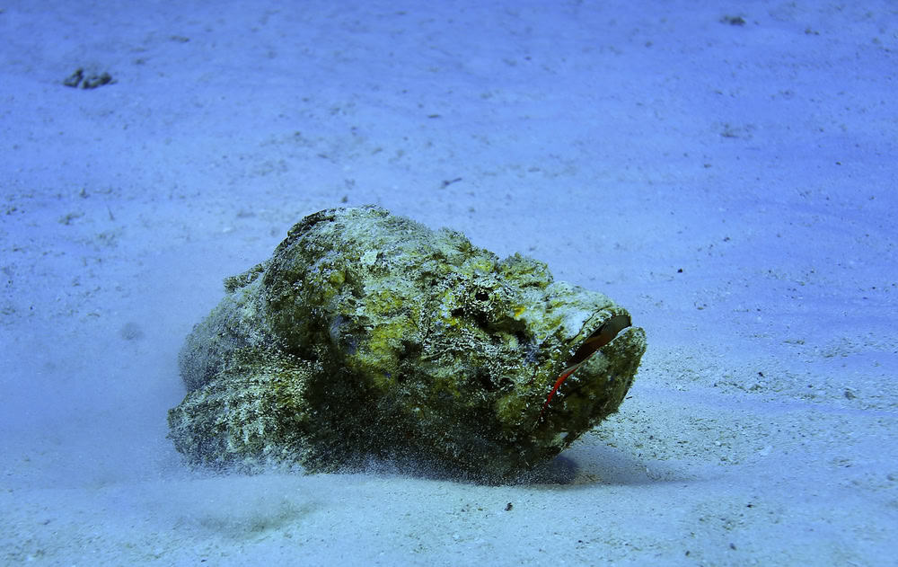 Dangerous stone fish