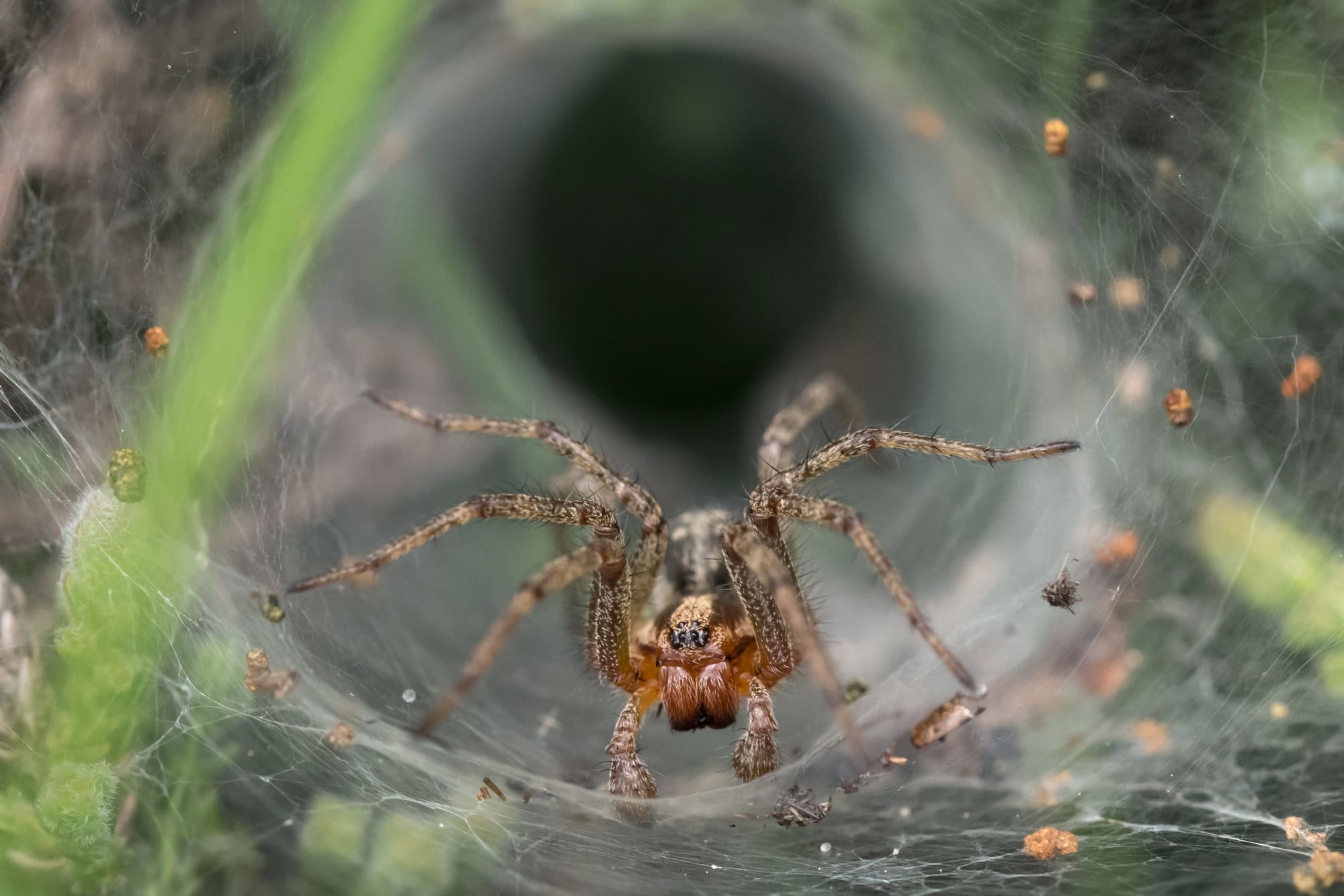 A spider inside a leaf in its web.