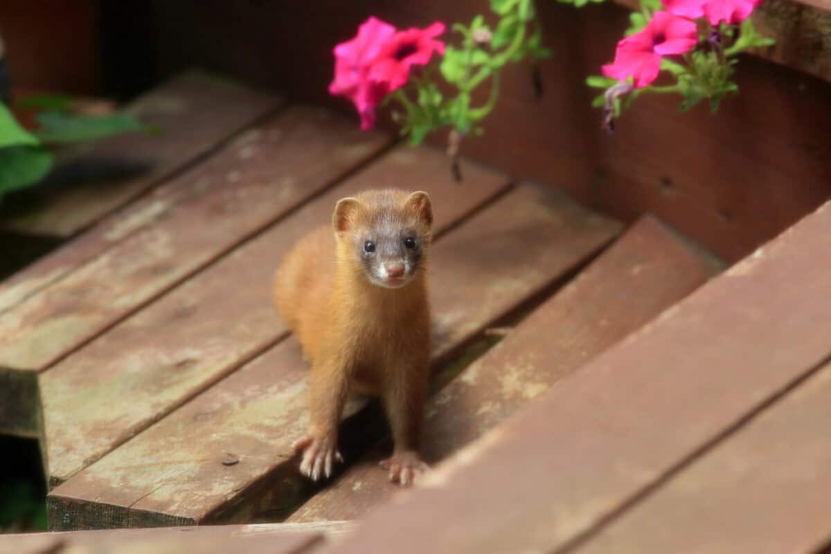 Japanese Weasel