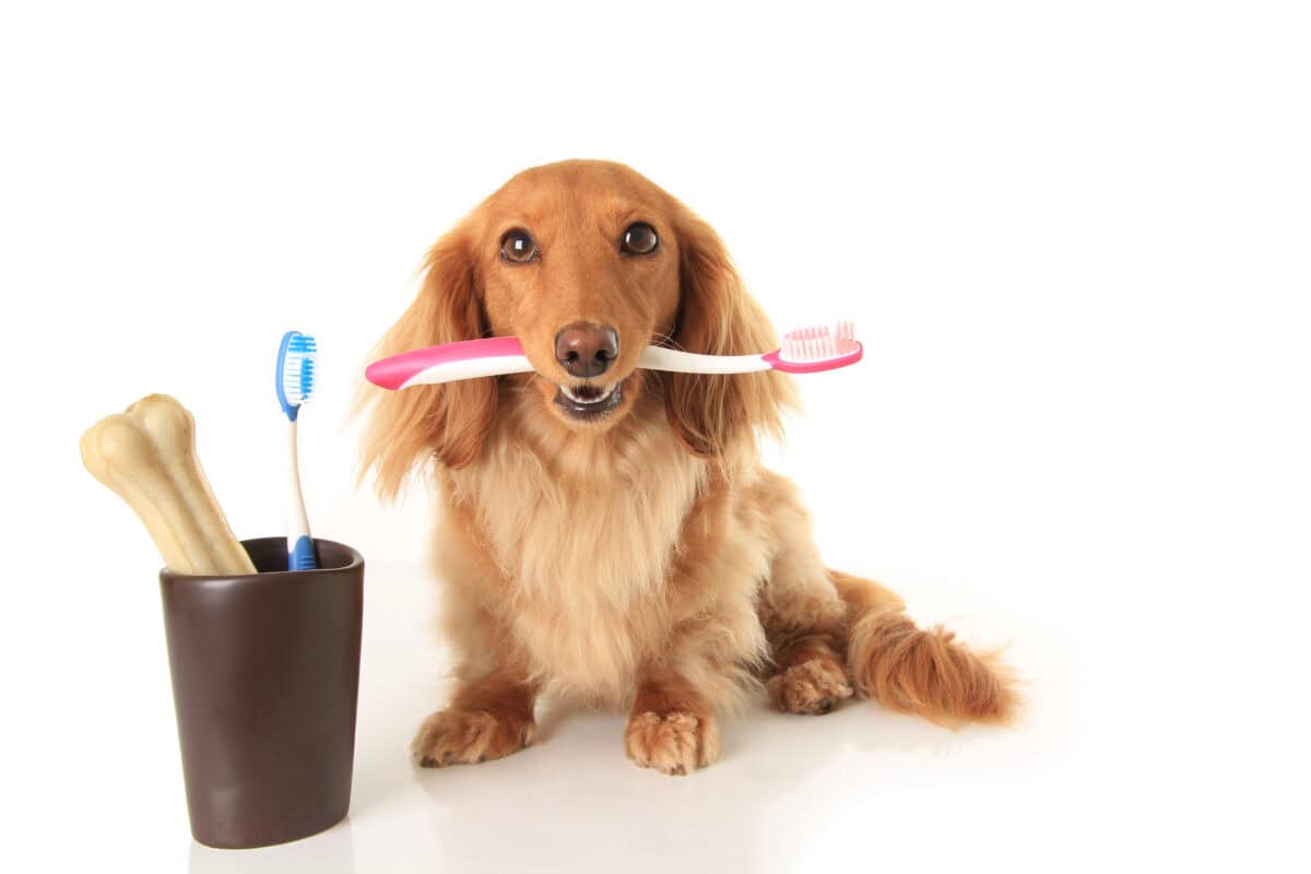 Dental care