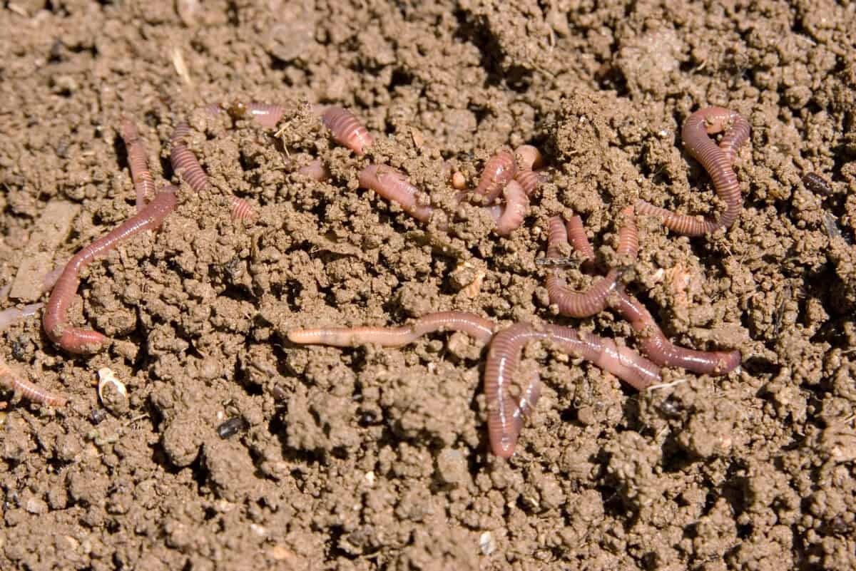 Composting worms