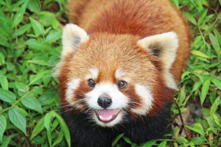 10 Reasons Red Pandas Are the Internet&rsquo;s Favorite Animal