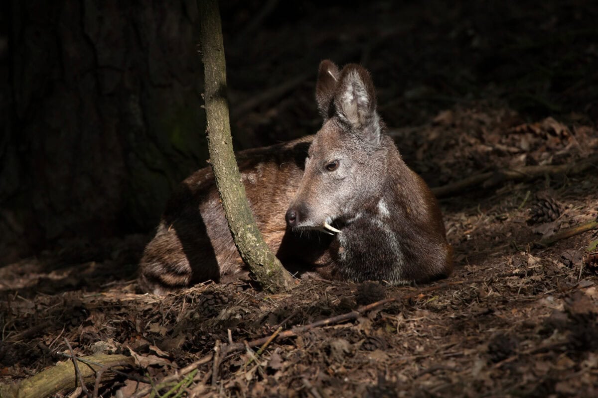 Siberian musk deer