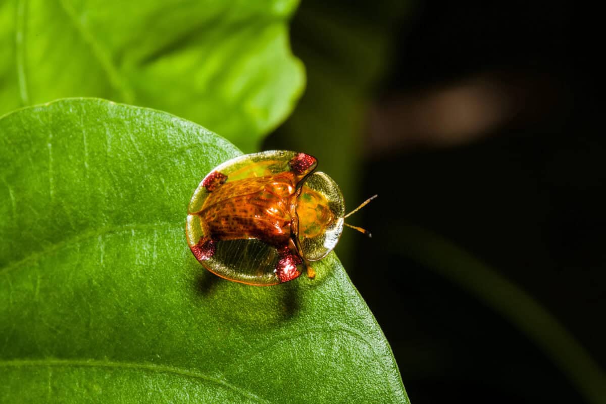 Golden tortoise beetle on green leaf at night scene