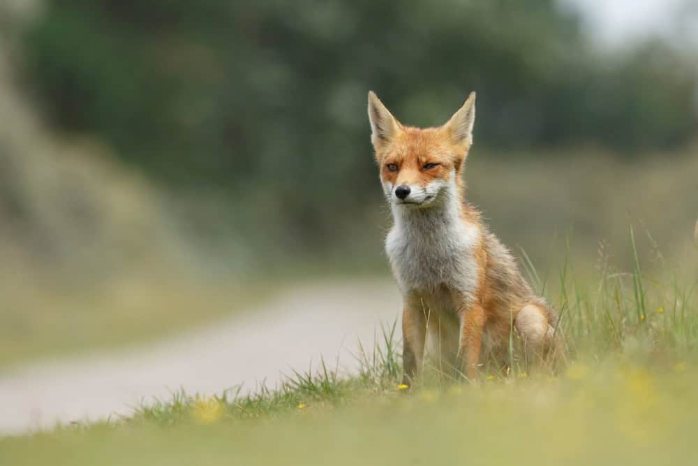 fox