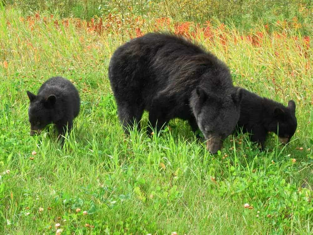 Three Black Bears feeding in a grassy meadow.
