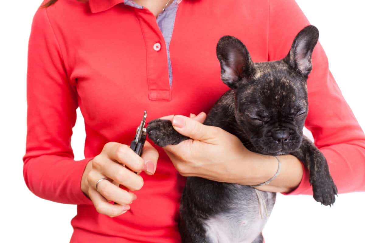 dog getting his nails trimmed