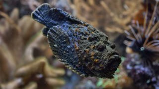 Reef stonefish