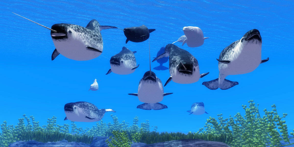 Ocean Narwhal Whales