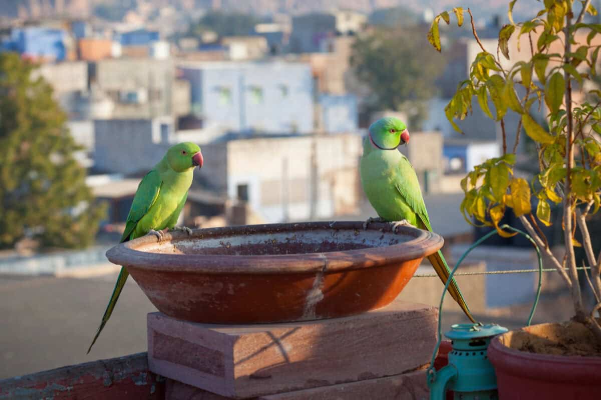 Pair of Rose-ringed Parakeets in Jodhpur, India.