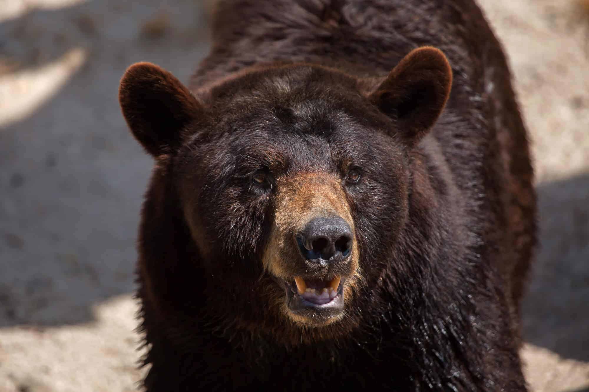 Black Bear