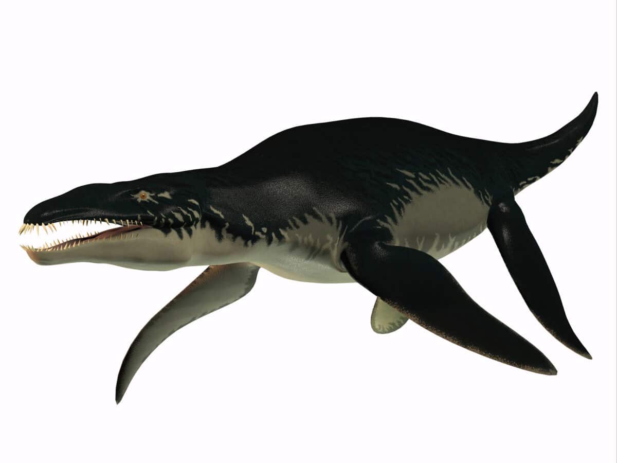 Pliosaurus