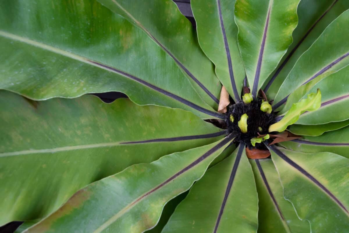 Bird’s Nest Fern