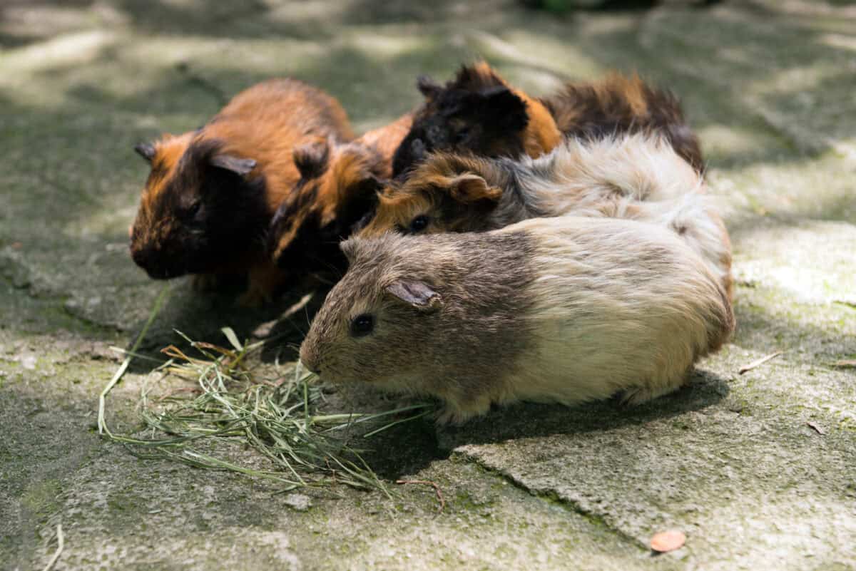 Hamsters eating grass