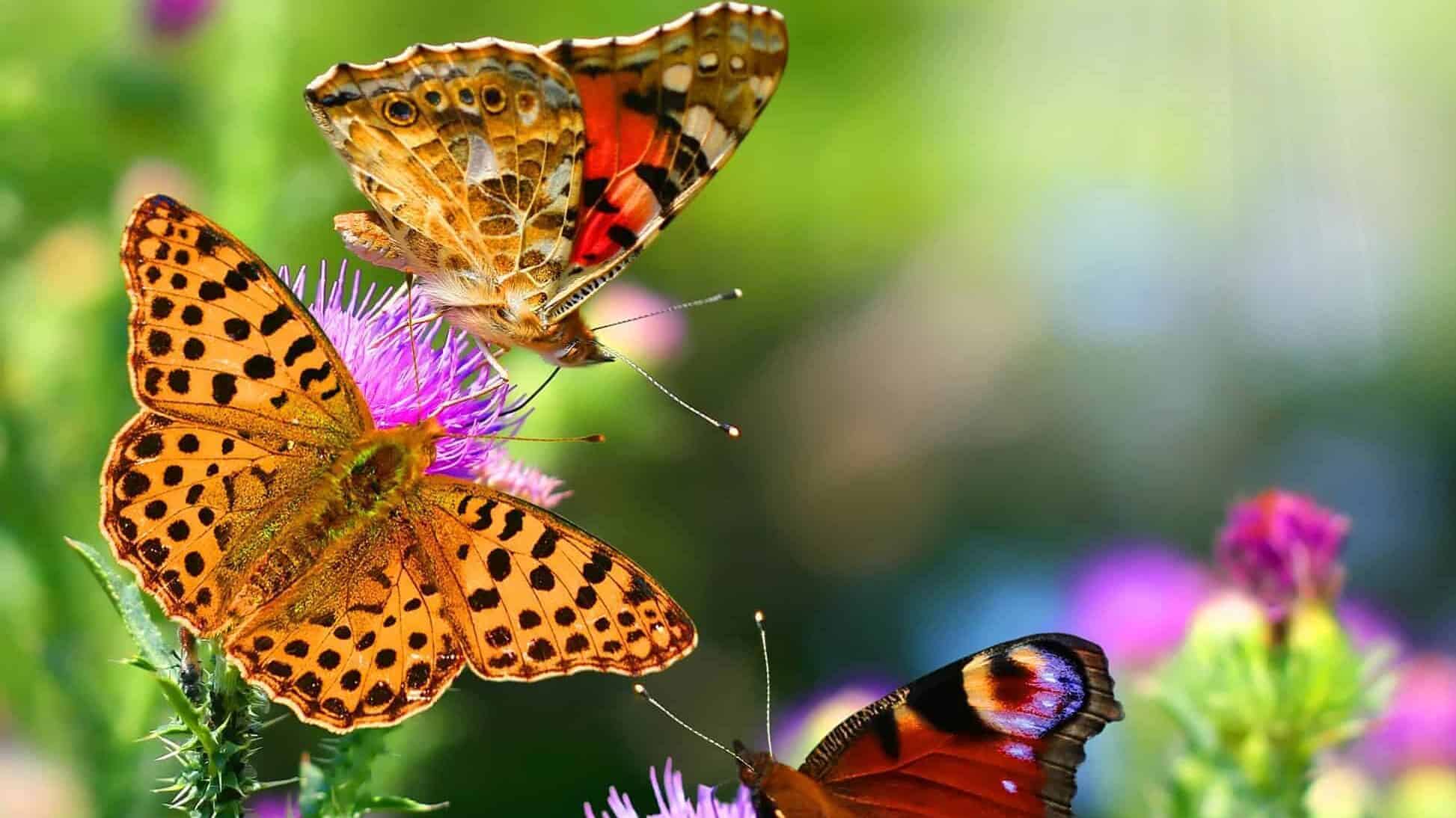 A couple of monarch butterfly's.