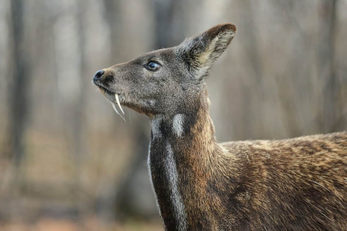 Siberian musk deer hoofed animal rare pair