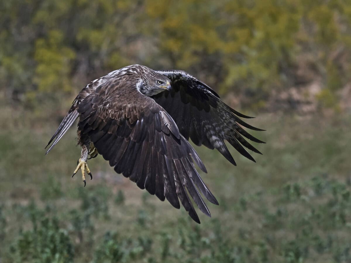Bonellis eagle (Aquila fasciata) —