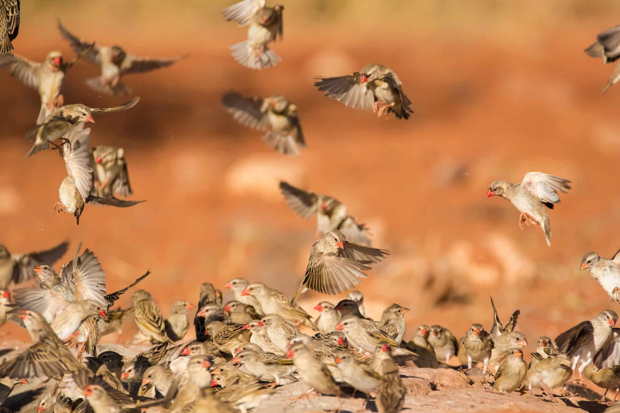 Weaver birds flying around