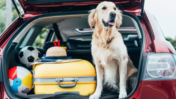 How to Travel with Your Pet: Tips for a Stress-Free Trip