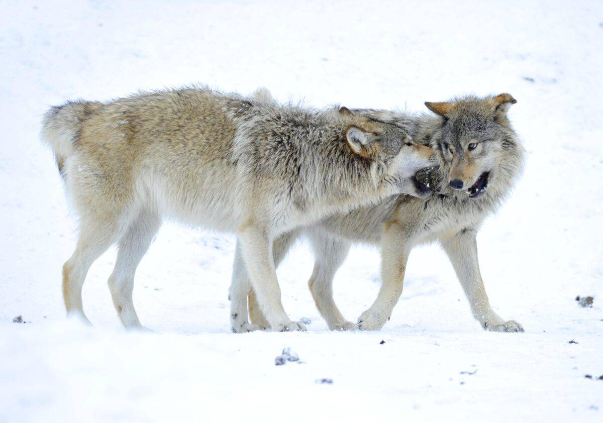 Mackenzie Valley Wolf, Alaskan Tundra Wolf or Canadian Timber Wolf in snow