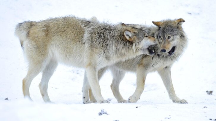 Wolves Are Teaching Each Other to Outsmart Traps