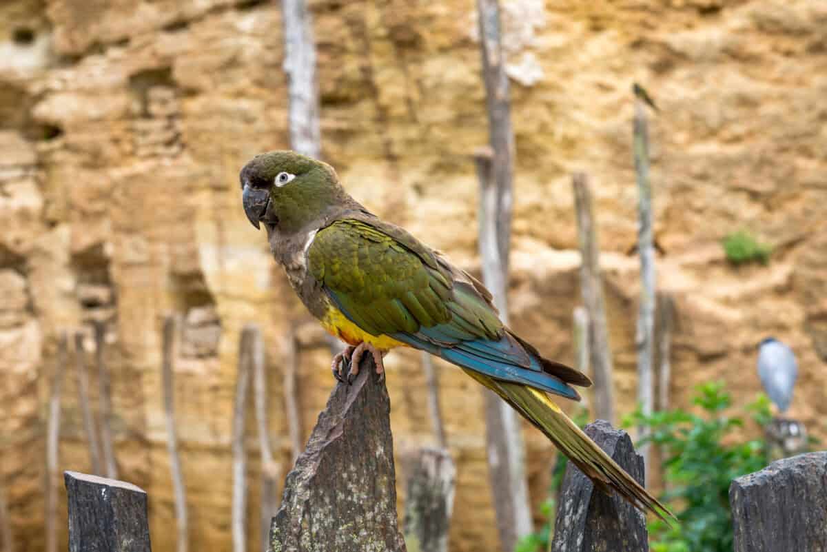 Kakapo Parrot