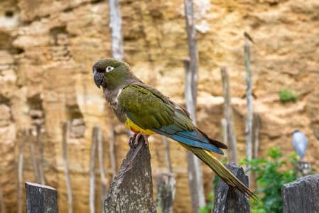 The Most Thunderous Calls Meet the Kakapo Parrot
