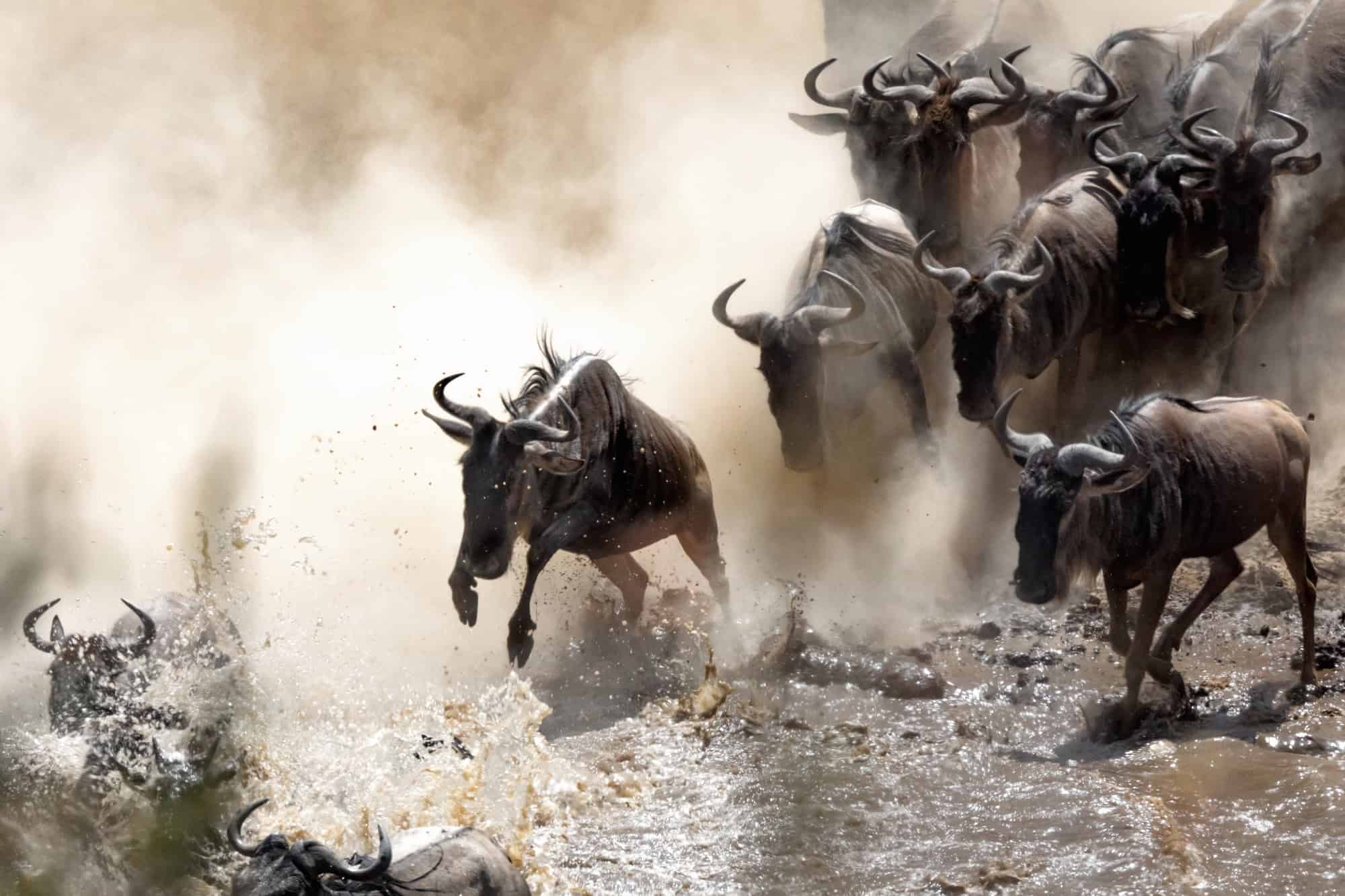 Maasai Mara