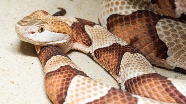You Won’t Find Copperhead Snakes In These States