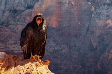 California Condor A Bird Brought Back from the Brink