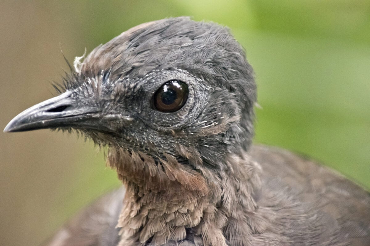 A lyre bird
