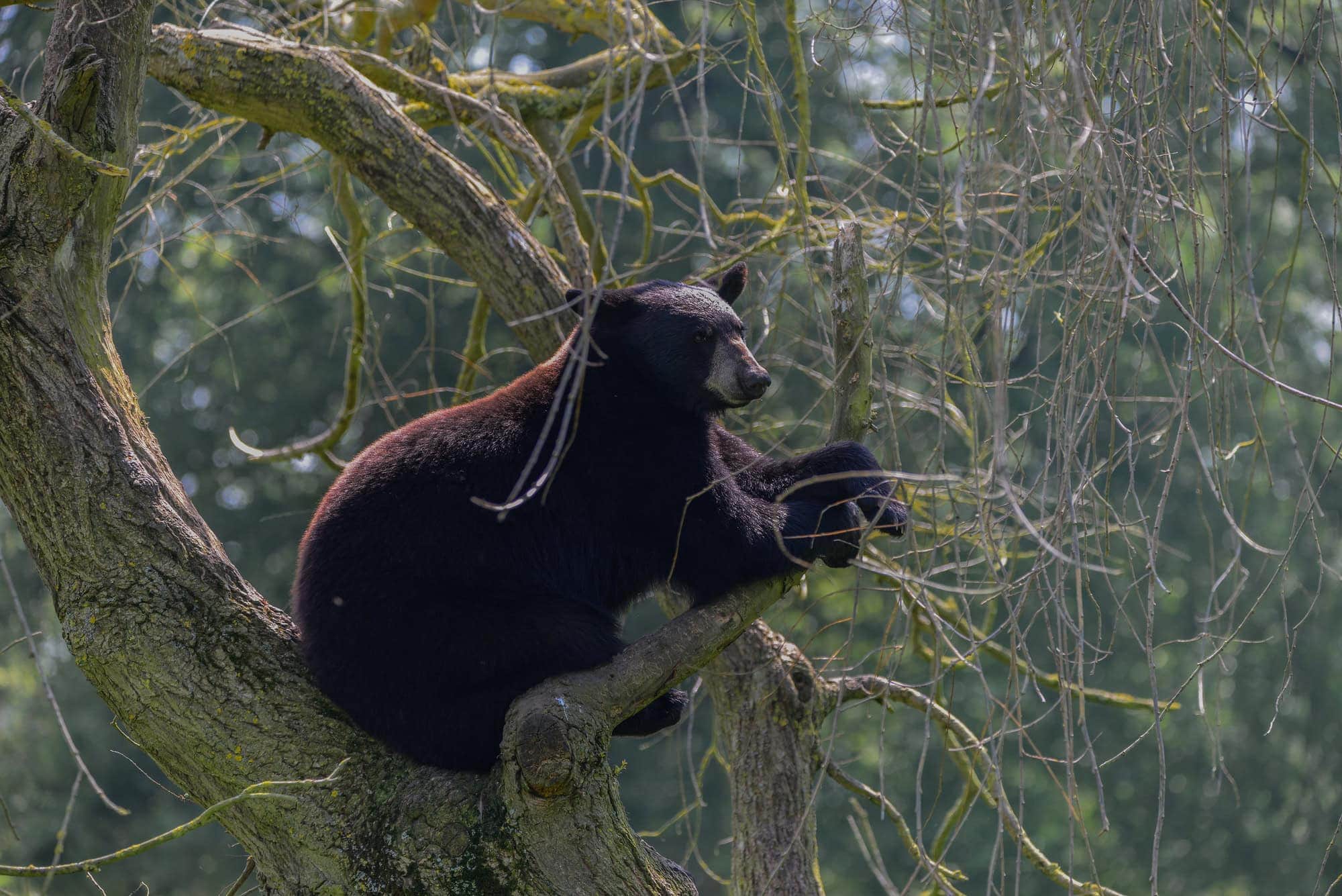 Bear