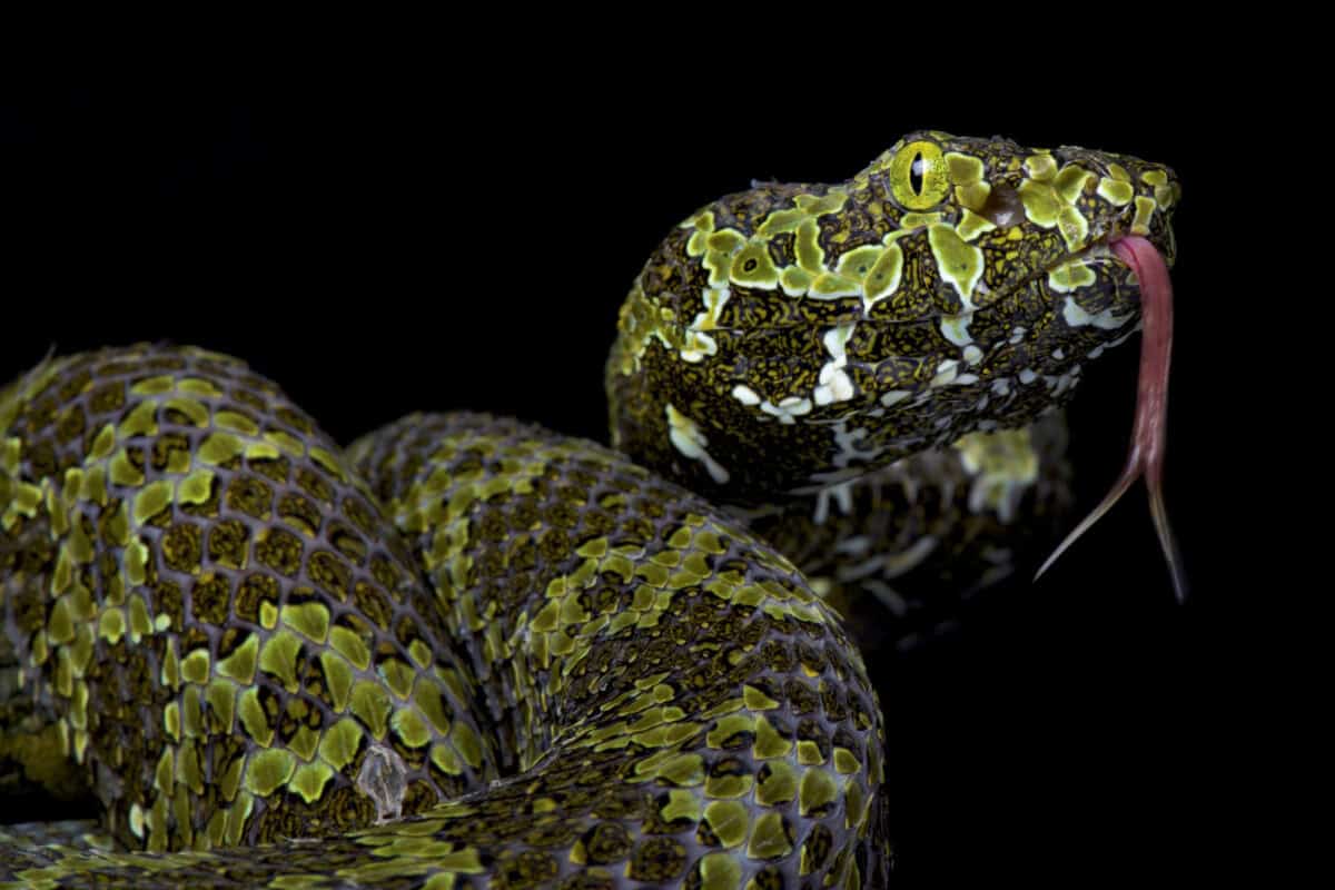 montane pit viper