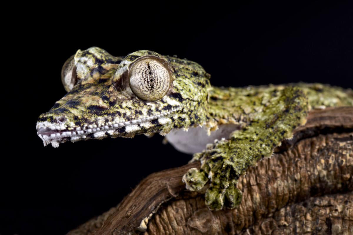 The Giant leaf-tailed gecko