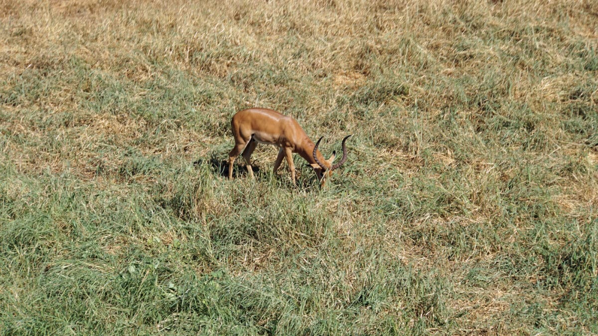 Wild living impala in the savanna of kenyan national park —
