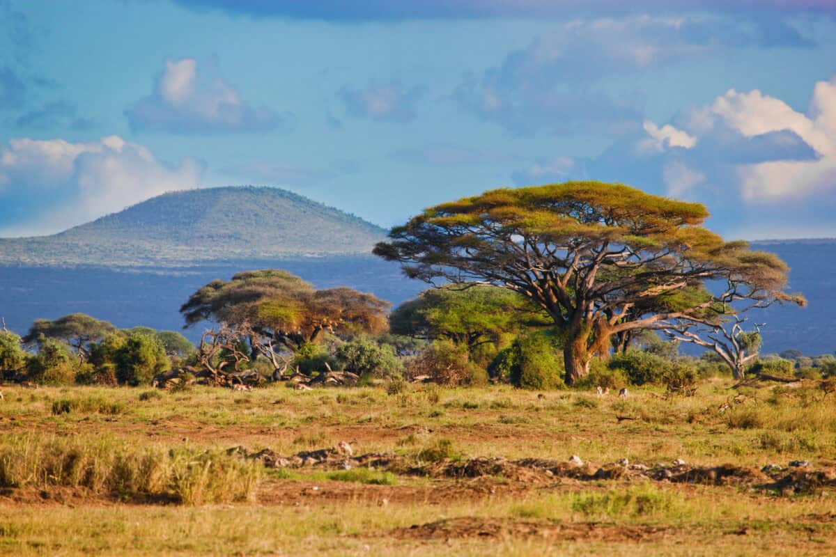 Savanna landscape in Africa,