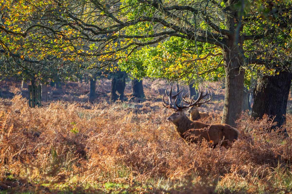Red deer (Cervus Elaphus) standing and alert in Richmond Park, SW London